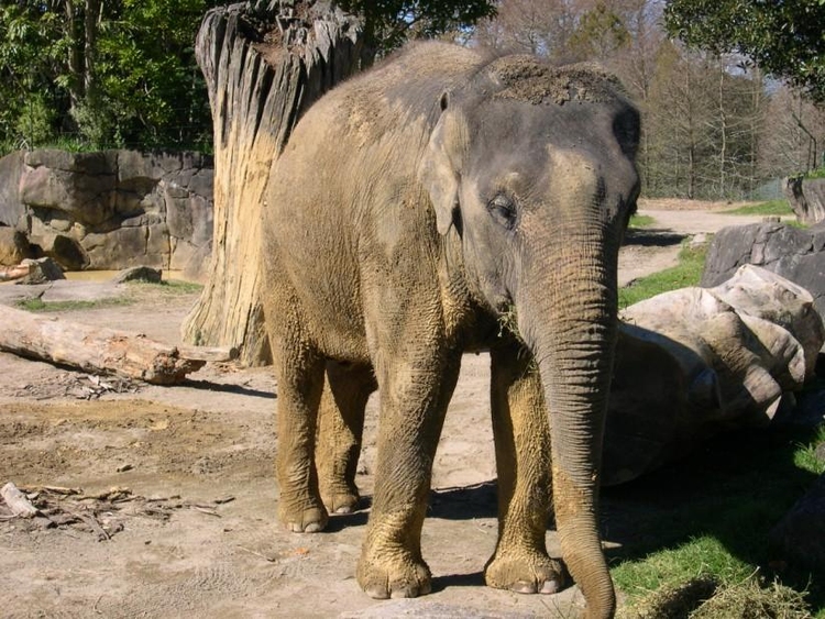 Photo elephant - free printable photos - Img 8503.