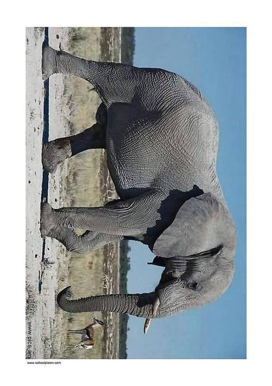 elephant