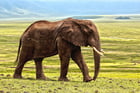 Photo elephant