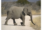 Photos elephant