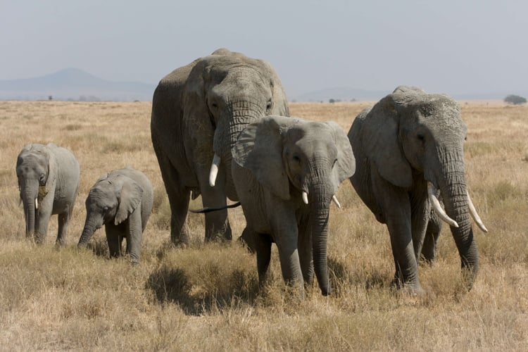 Photo elephants