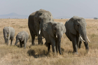 Photo elephants