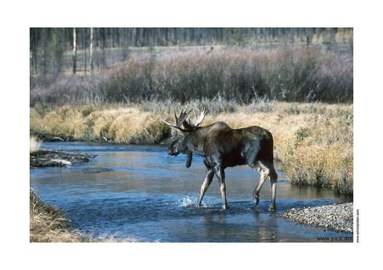 Photo elk