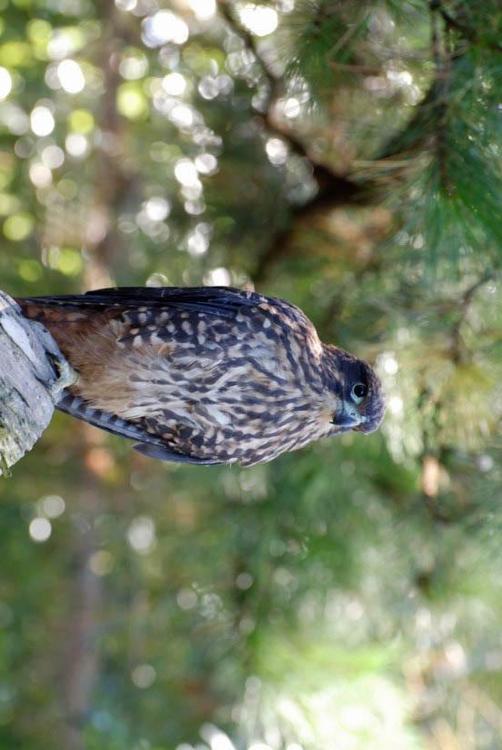 falcon