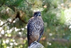 Photos falcon