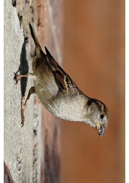 female sparrow