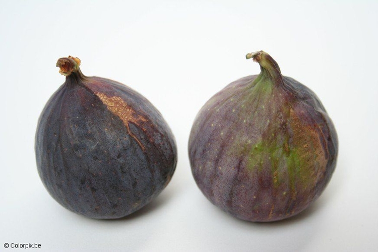Photo figs - free printable photos - Img 5310.