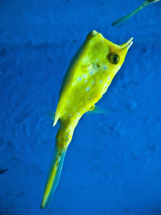 fish - longhorn cowfish