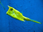 Photos fish - longhorn cowfish