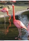 Photo flamingoes
