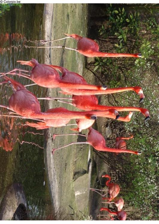 flamingos