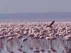 Photo flamingos