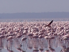 Photos flamingos