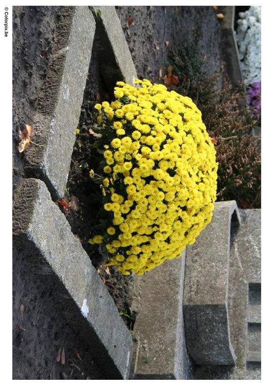 flowers in graveyard