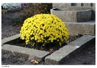 flowers in graveyard