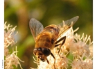 Photos fly - hoverfly