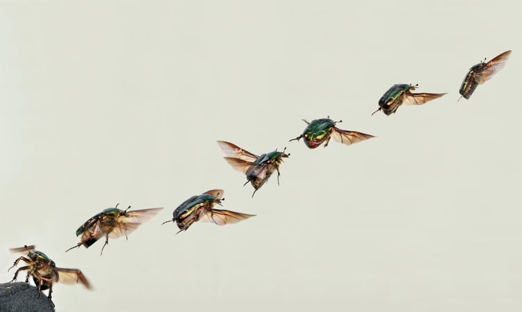 Photo flying rose-chafer