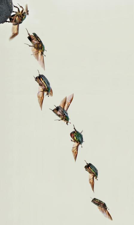 flying rose-chafer