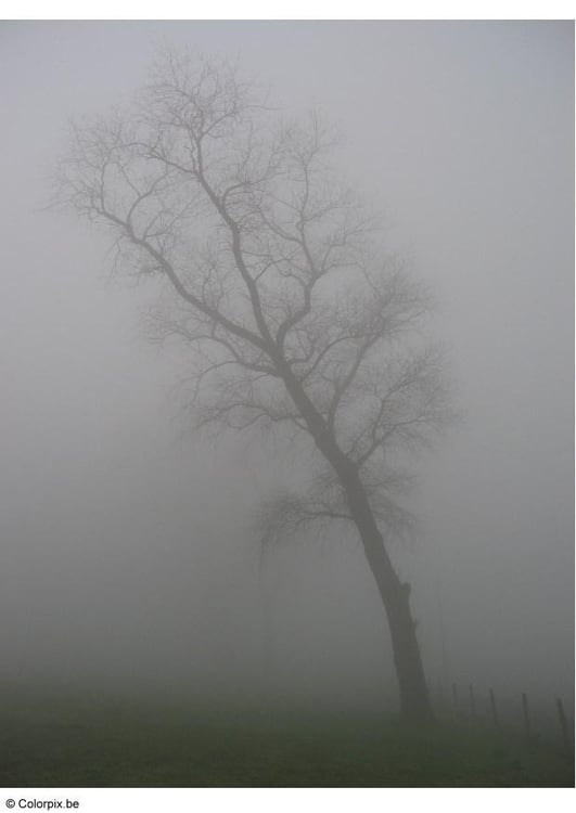 Photo fog