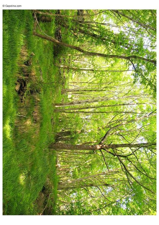 forest 2