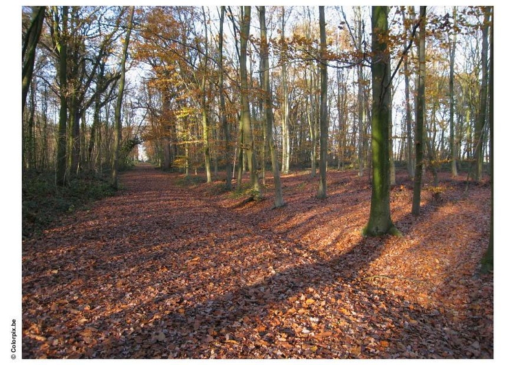 Photo forest - autumn leaves