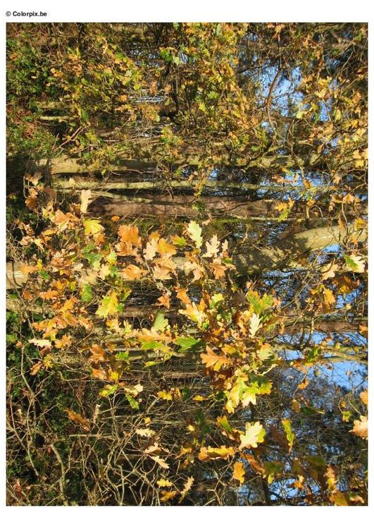 forest - autumn leaves