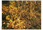 Photo forest - autumn leaves