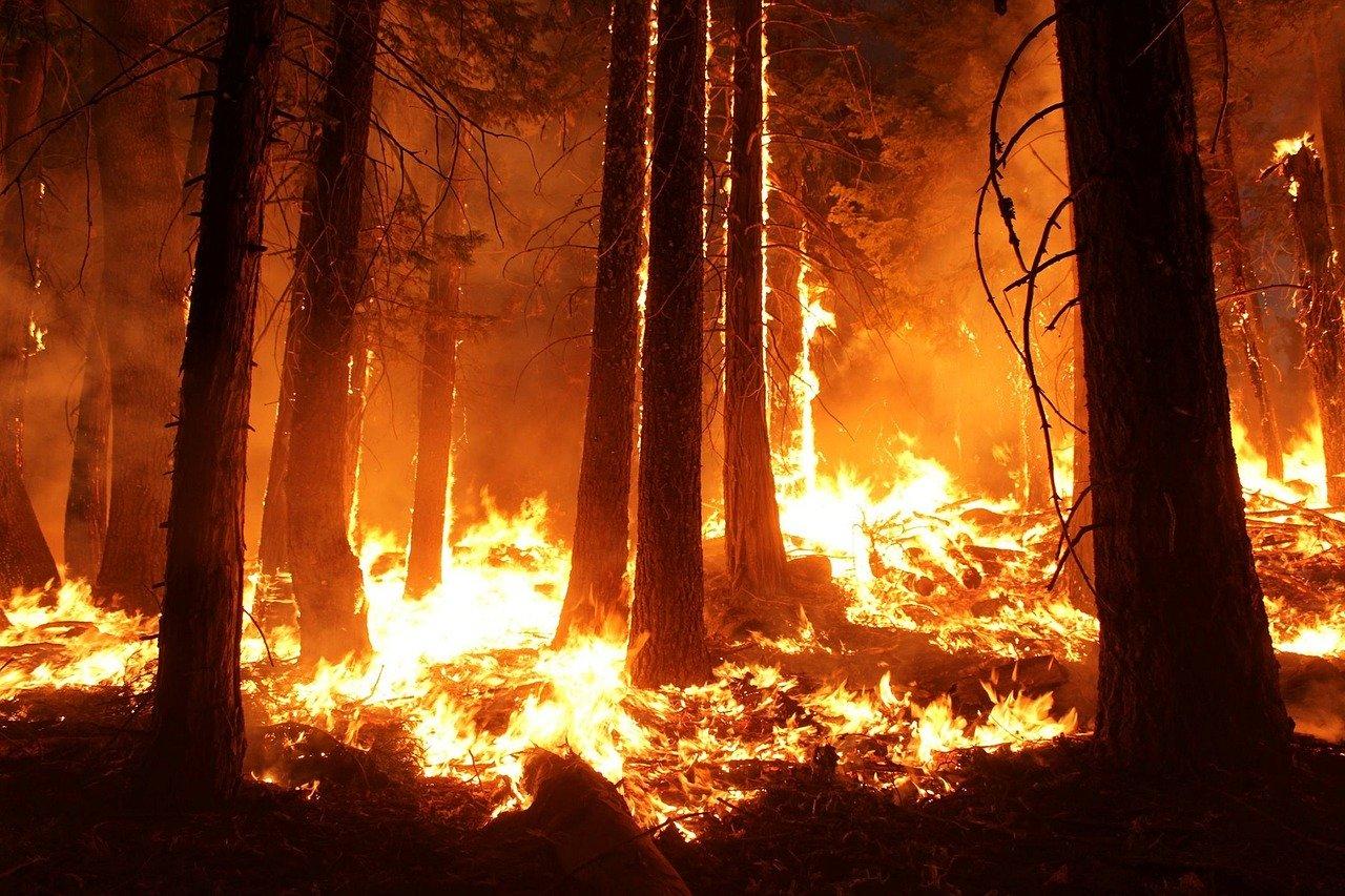 Photo forest fire
