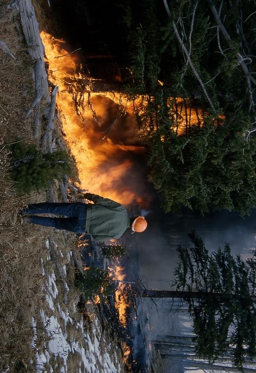 forest fire
