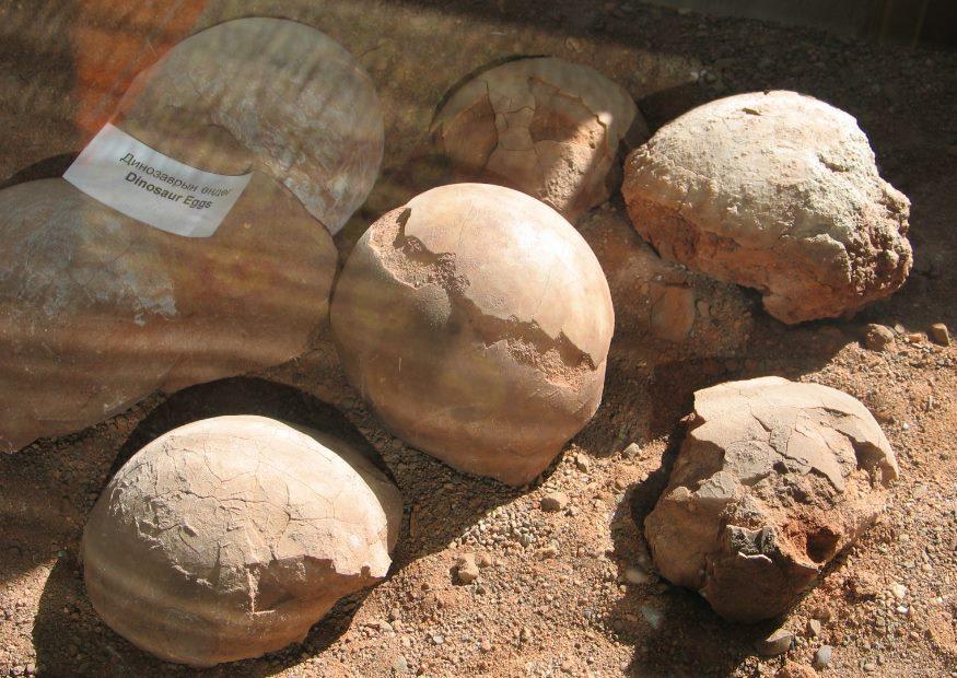 Photo fossils dinosaur eggs