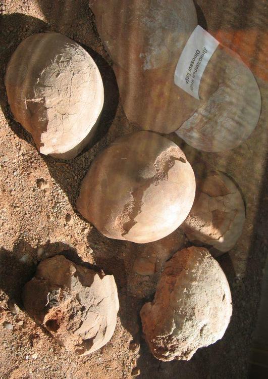 fossils dinosaur eggs