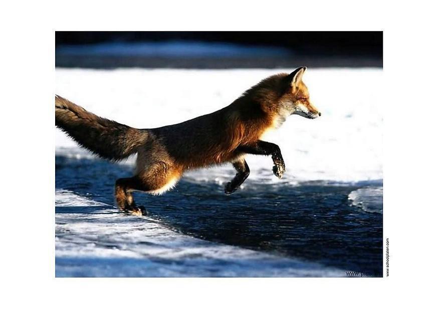 Photo fox