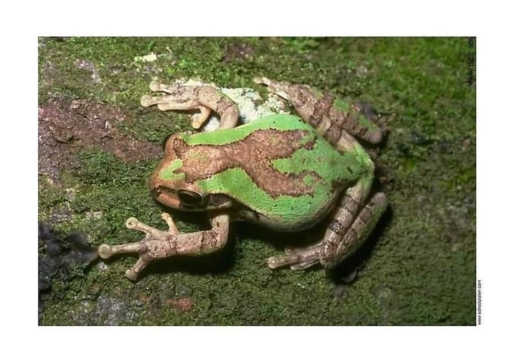 Photo frog