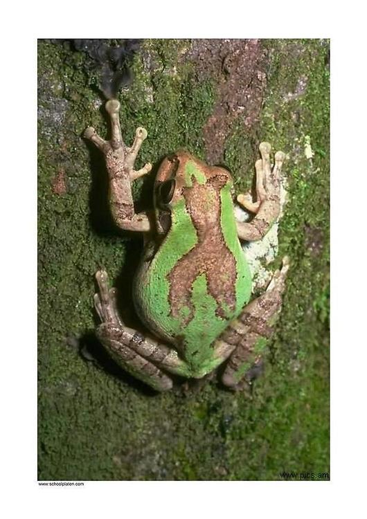 frog