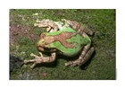Photos frog