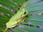 Photo frog