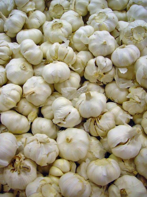Photo garlic