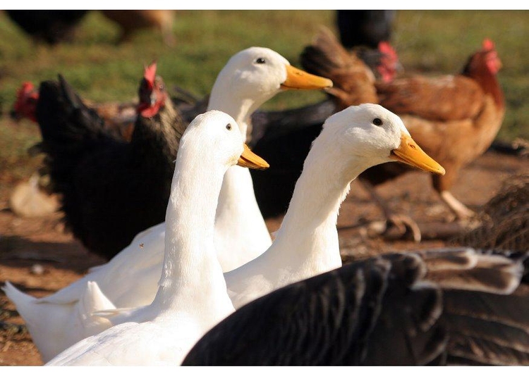 Photo geese and chickens