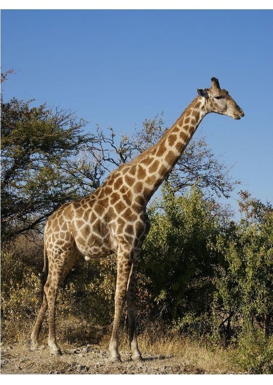 Photo giraffe