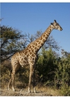 Photos giraffe