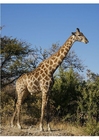 giraffe