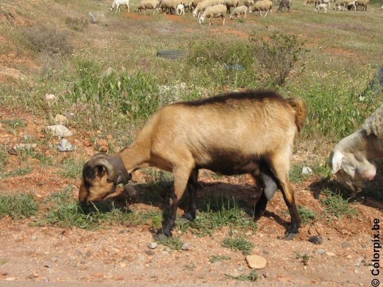 Photo goat