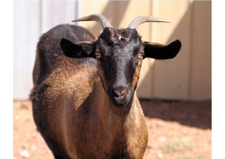 Photo goat