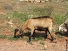 Photos goat