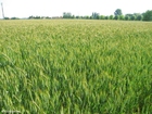 grain field