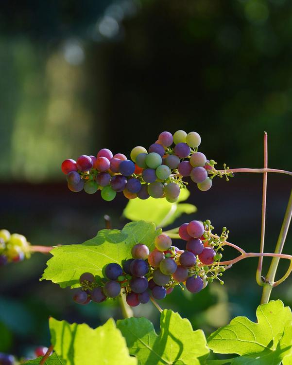 grapes