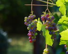 Photo grapes