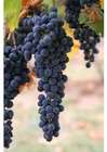 Photo grapes