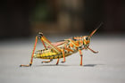 Photo grasshopper