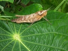 Photo grasshopper